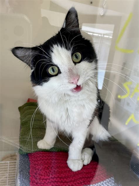rspca east grinstead|Animals for Rehoming .